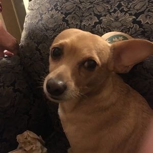 Meet your Posher, Rachel